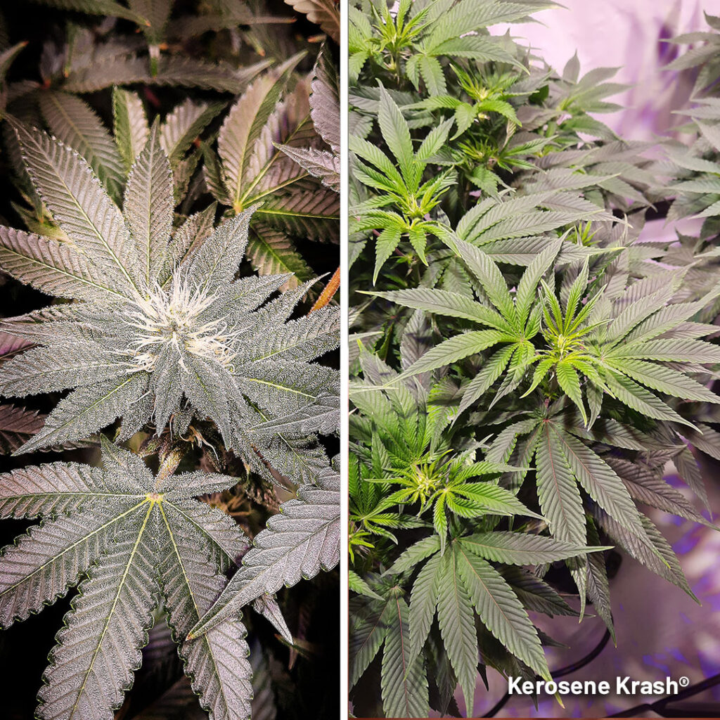 Kerosene Krash trichome development on early flowers