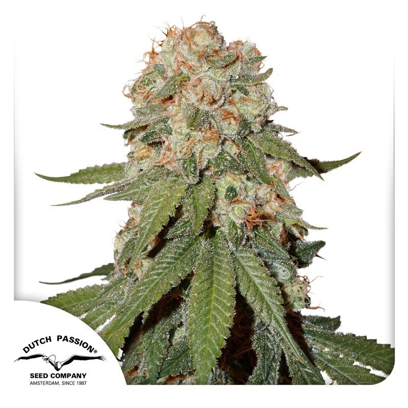 Orange Bud cannabis seeds by Dutch Passion