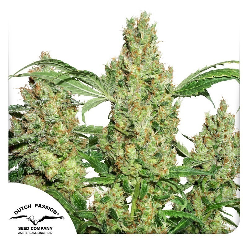 Power Plant cannabis seeds by Dutch Passion