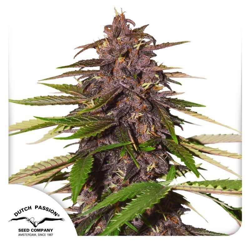 Auto Forbidden Cherry cannabis seeds by Dutch Passion