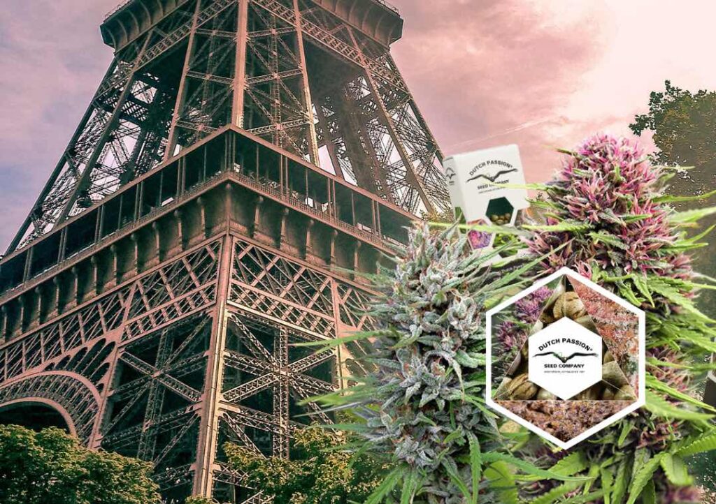 How to grow cannabis outdoors in France