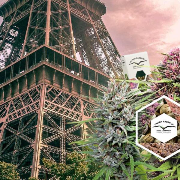 How to grow cannabis outdoors in France