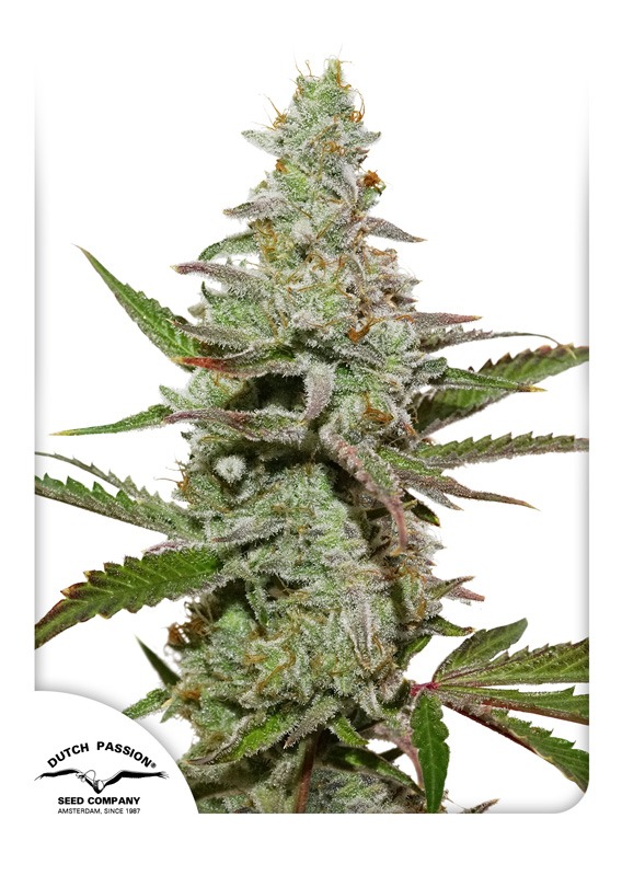 Semi di cannabis Amsterdam Amnesia | Dutch Passion