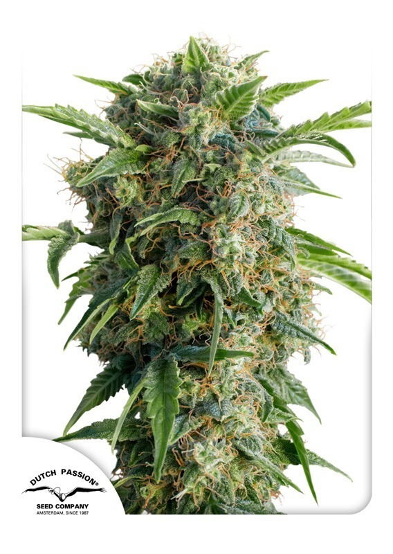 Semi di cannabis Auto Daiquiri Lime | Dutch Passion