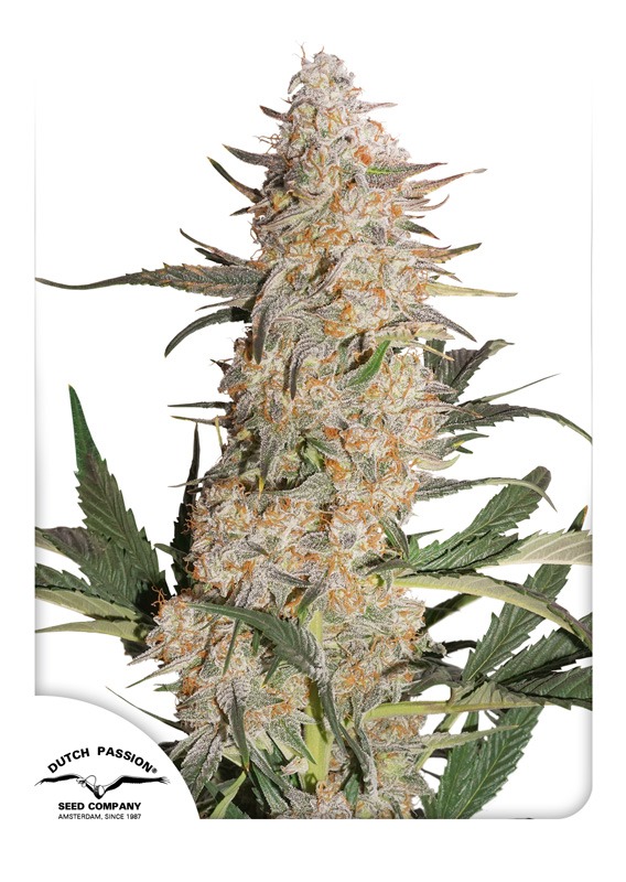 Semi di cannabis Critical Orange Punch | Dutch Passion