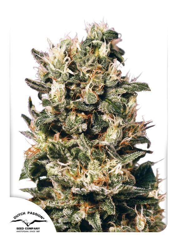 Semi di cannabis Euforia | Dutch Passion