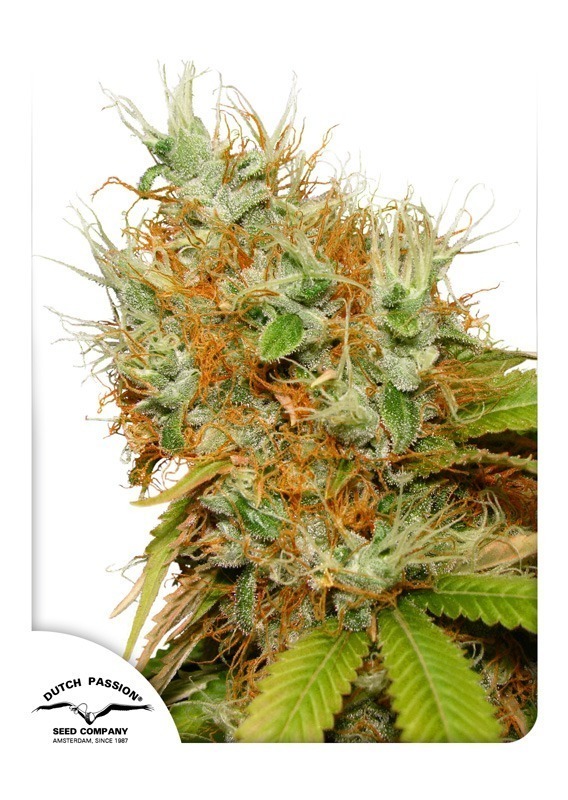 Semi di cannabis Mazar | Dutch Passion