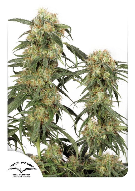 Semi di cannabis Pamir Gold | Dutch Passion