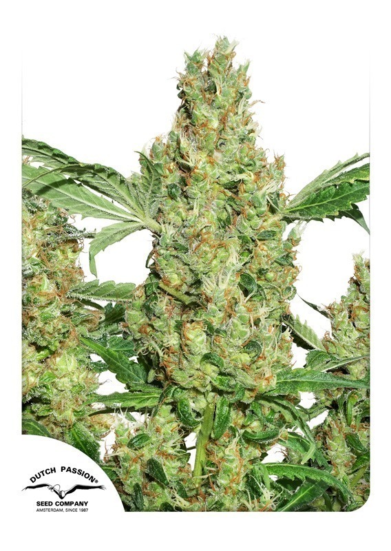 Semi di cannabis Power Plant | Dutch Passion