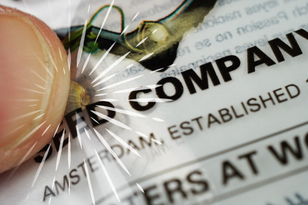 Key reasons why you should NOT squeeze or crack your cannabis seeds!