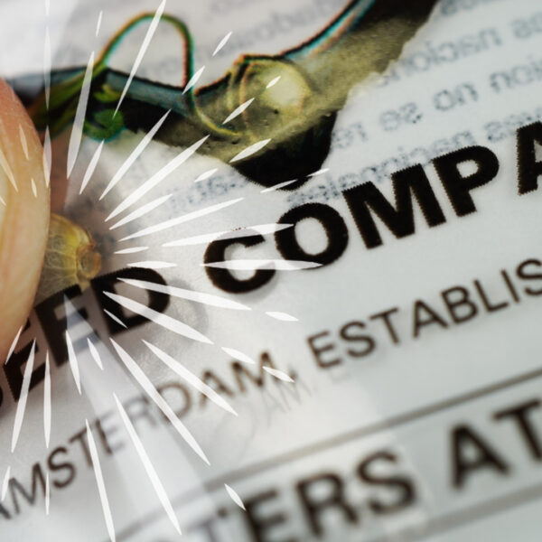 Key reasons why you should NOT squeeze or crack your cannabis seeds!