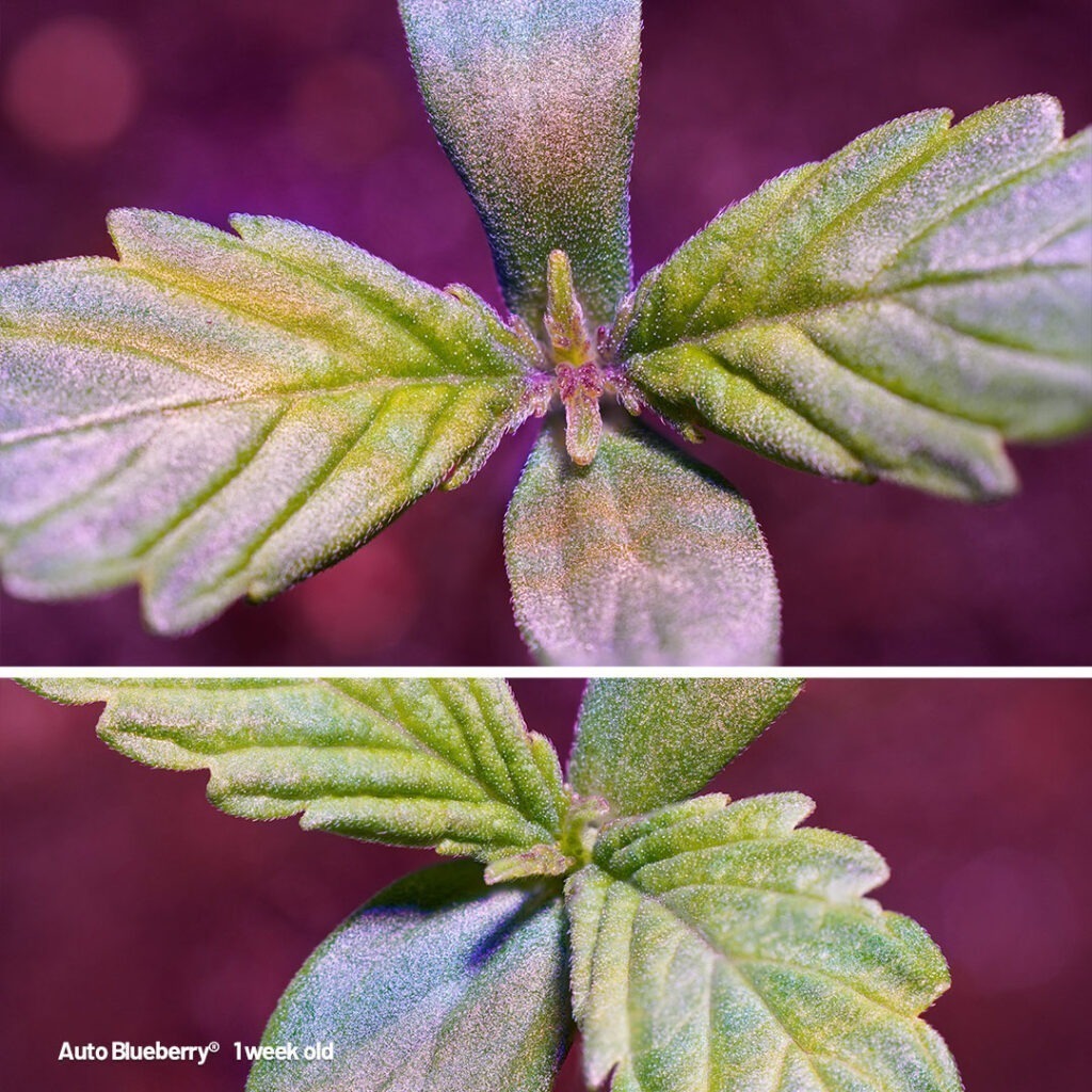 Auto Blueberry 1-week old seedling