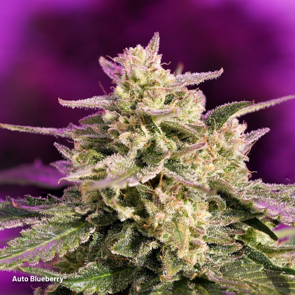 Auto Blueberry frosty main cola (week 12)