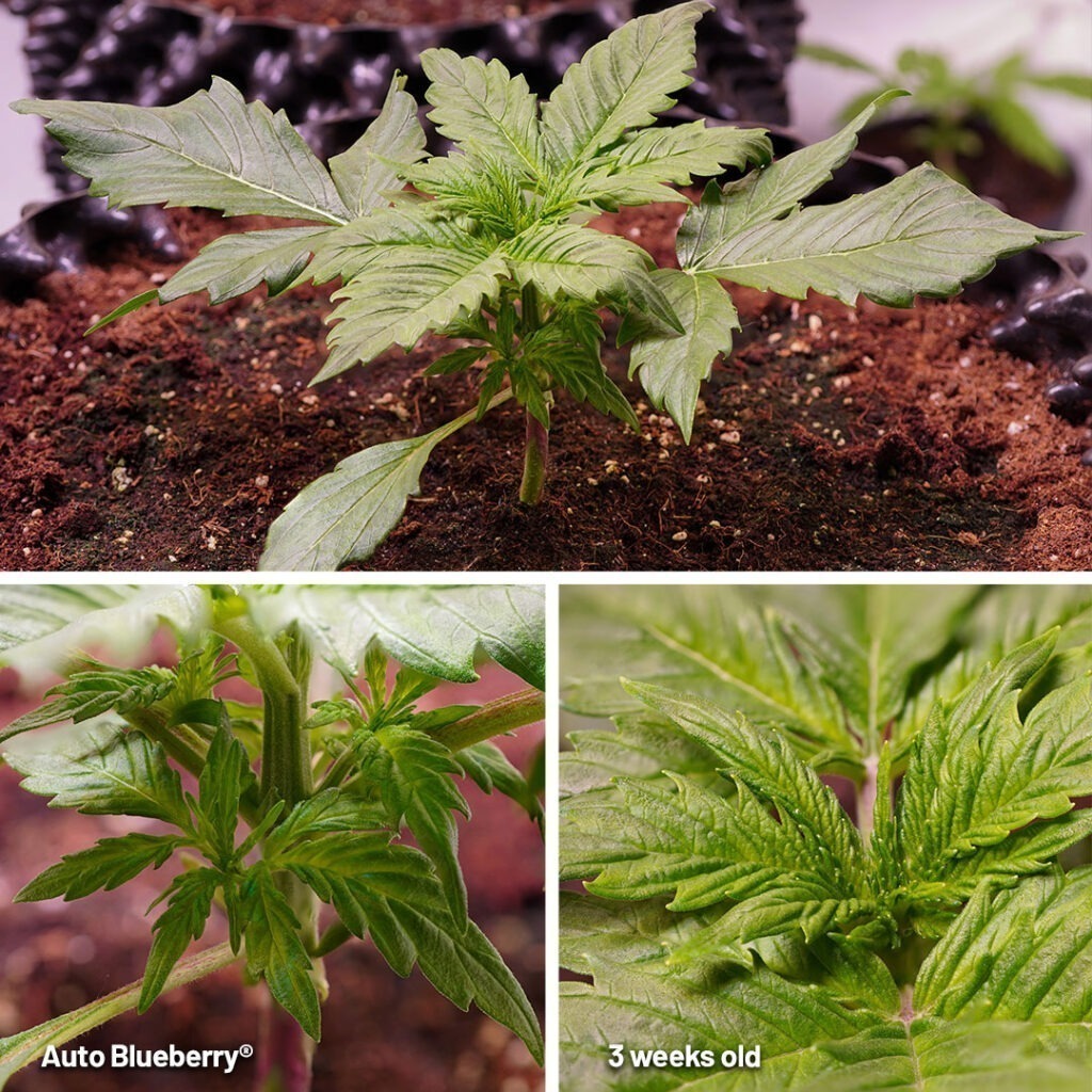 Auto Blueberry 3 weeks old