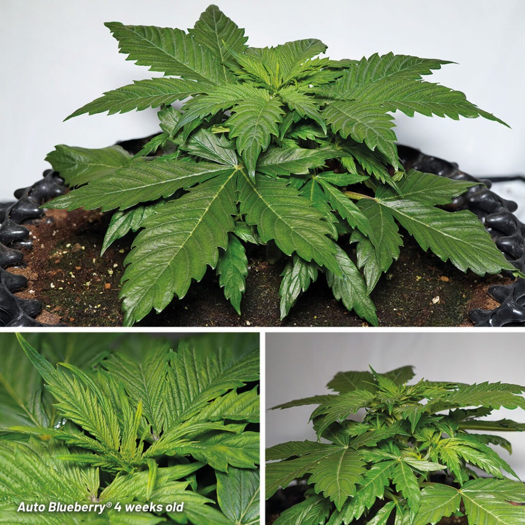 Auto Blueberry seed to harvest (4 weeks old)