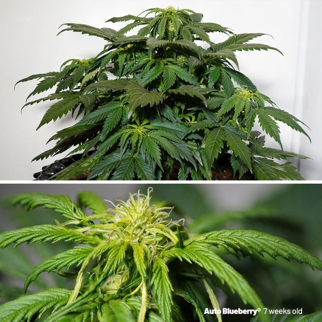 Auto Blueberry seed to harvest (7 weeks old)