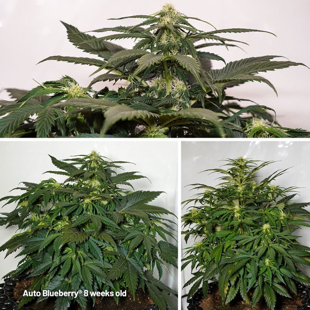 Auto Blueberry seed to harvest (8 weeks old)