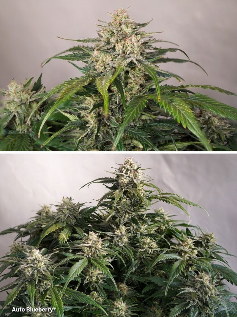 Auto Blueberry final plant harvest by The Artist