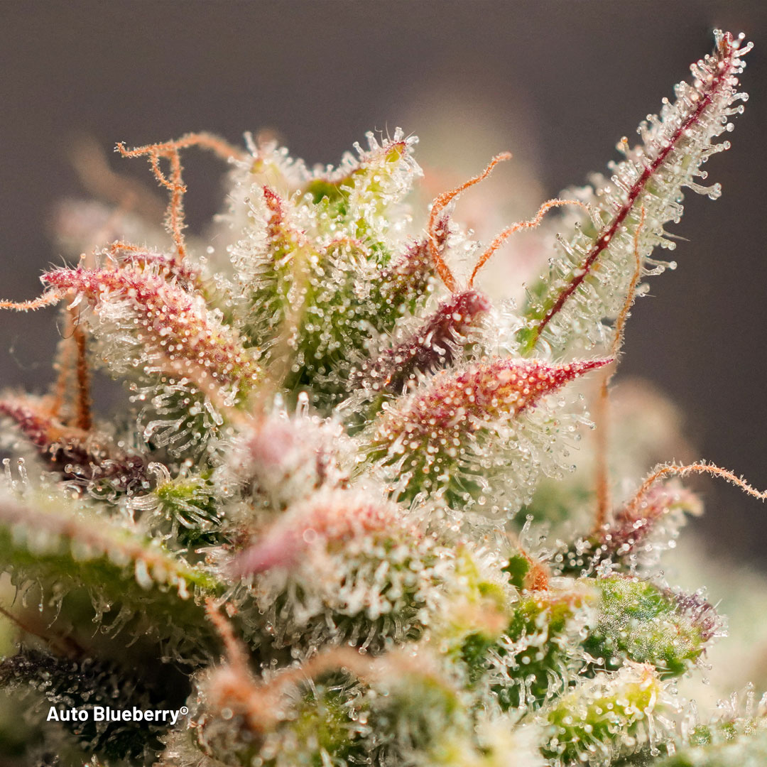 Auto Blueberry frosty macro budshot (2/2)