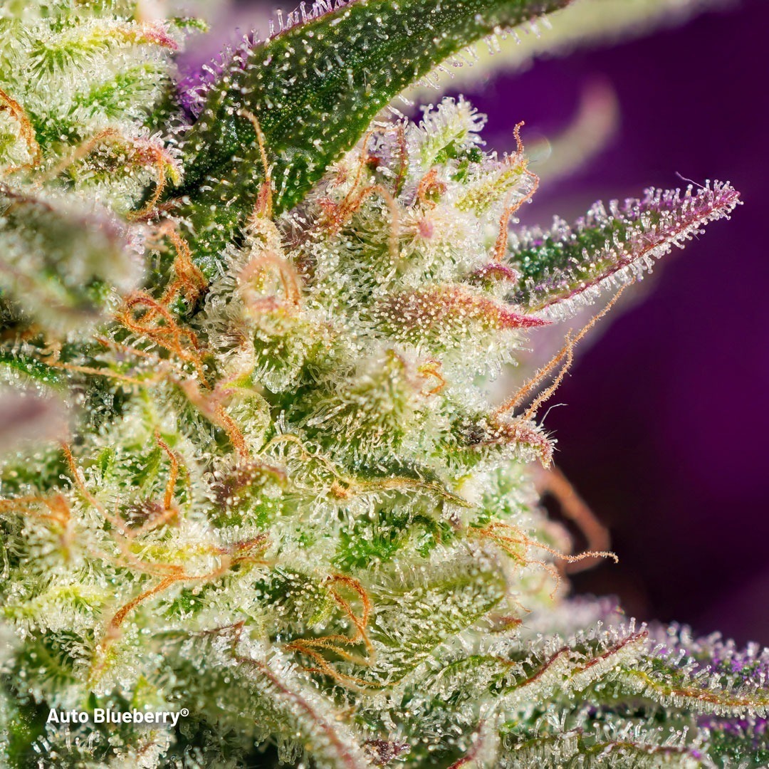 Auto Blueberry frosty macro budshot (1/2)