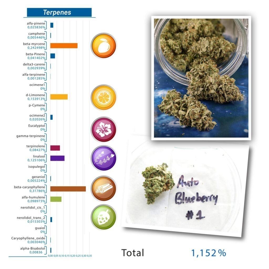Auto Blueberry independent terpene analysis
