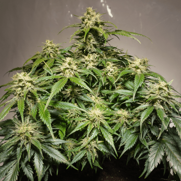 Auto Blueberry cannabis seed to harvest grow report