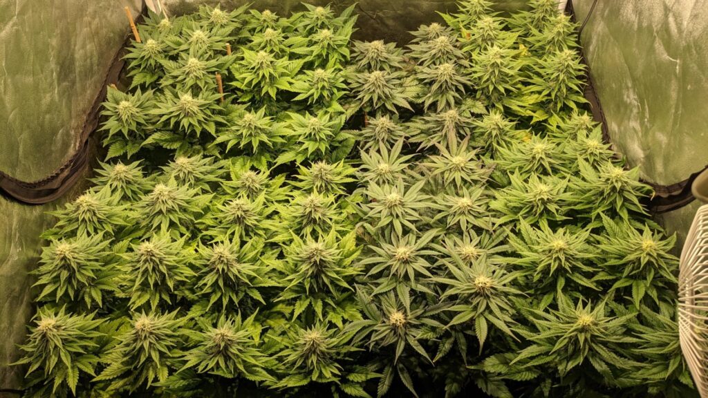 9 Dutch Passion feminised seeds grown together