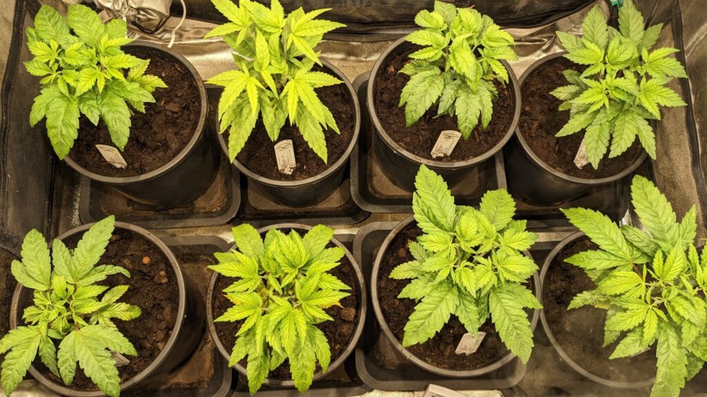 Multiple Dutch Passion cannabis seeds indoor grow diary by Bebopstar