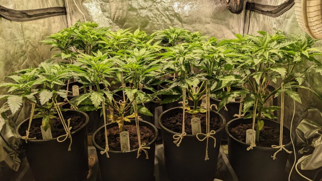 Indoor grow report by Bebopstar (germination stage)