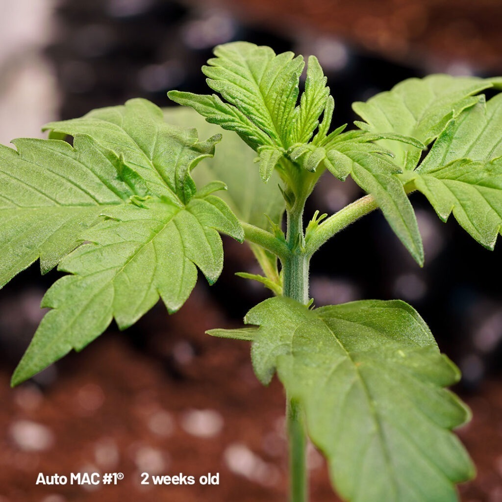 Auto Mac #1 from cannabis seed to harvest (week 2)