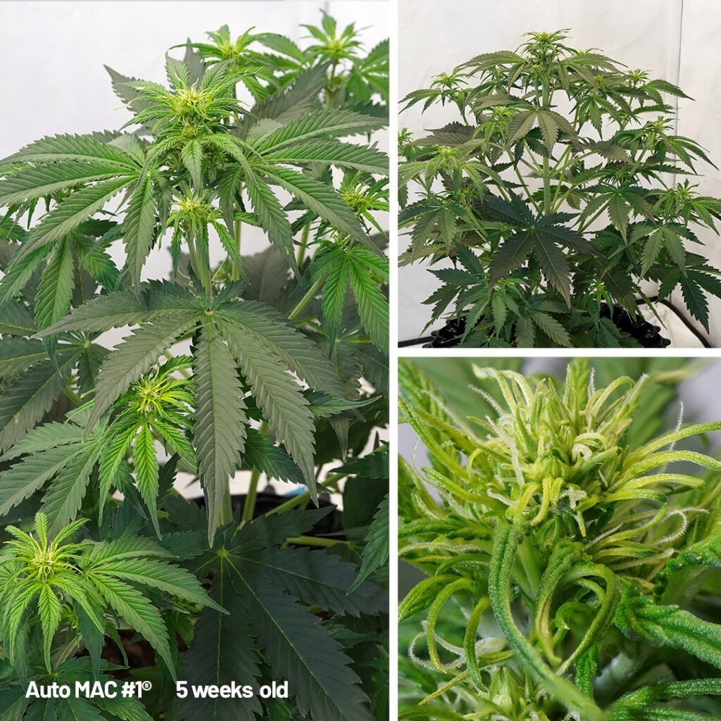 Auto Mac #1 from cannabis seed to harvest (week 5)