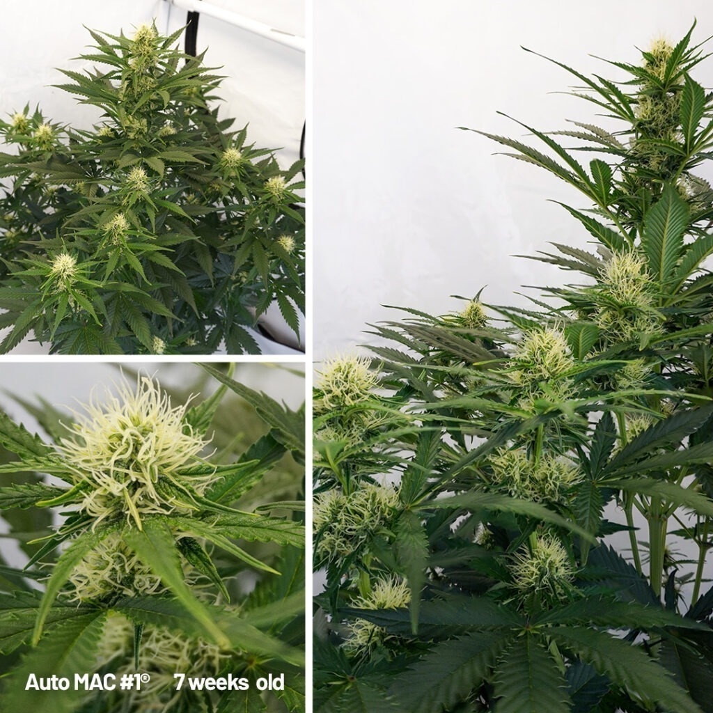 Auto Mac #1 from cannabis seed to harvest (week 7)