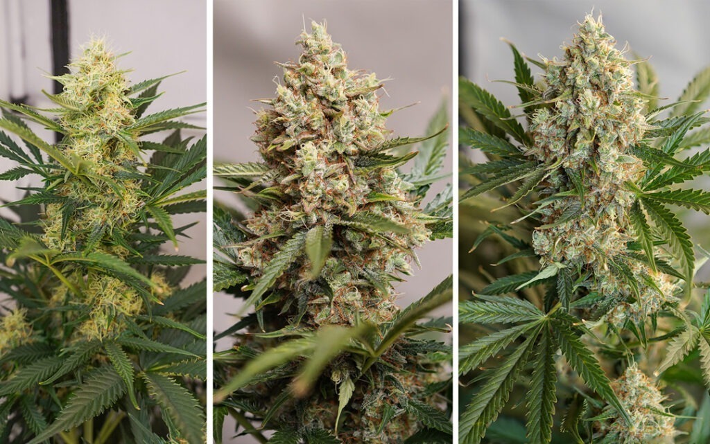 Auto Mac #1 main cola