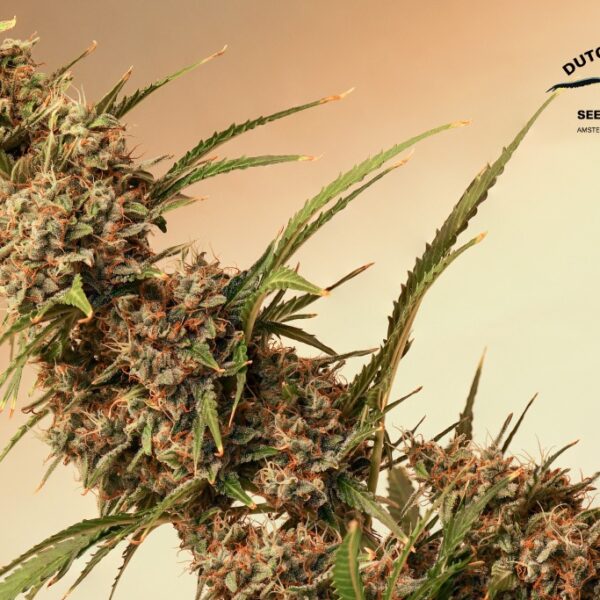 Auto SFV OG cannabis seed to harvest grow report