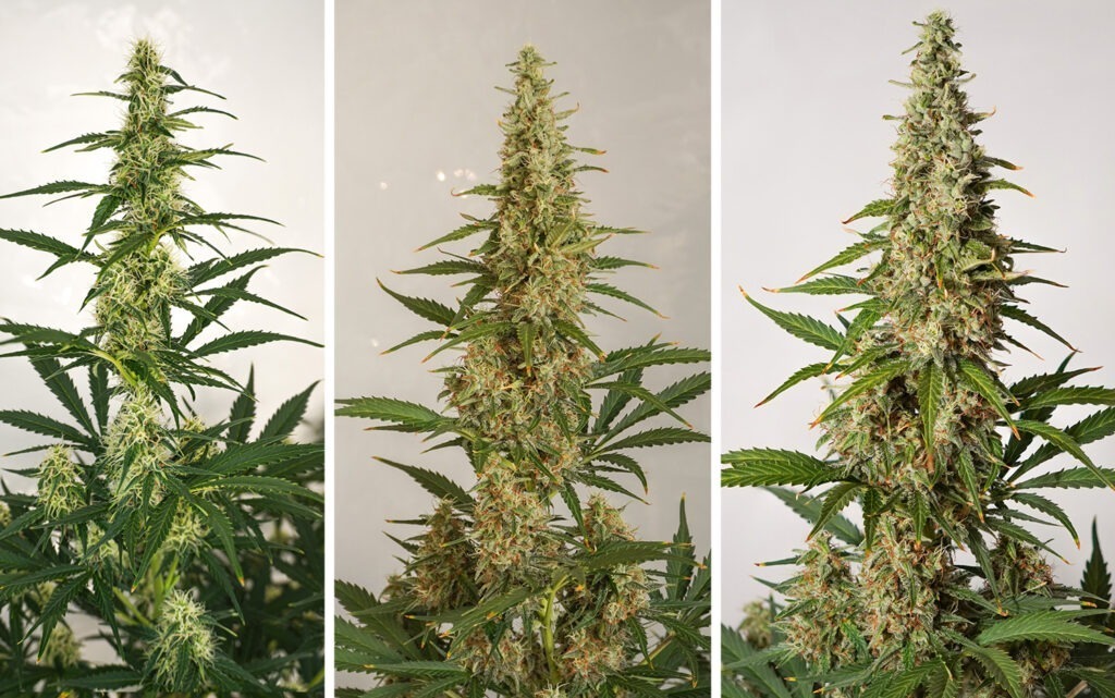 Auto SFV OG autoflower cannabis main cola