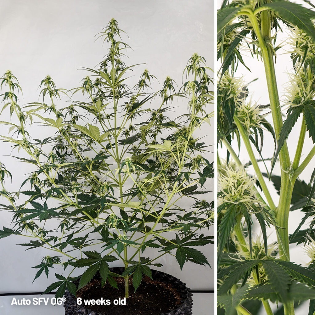 Auto SFV OG cannabis seed to harvest grow report week 6