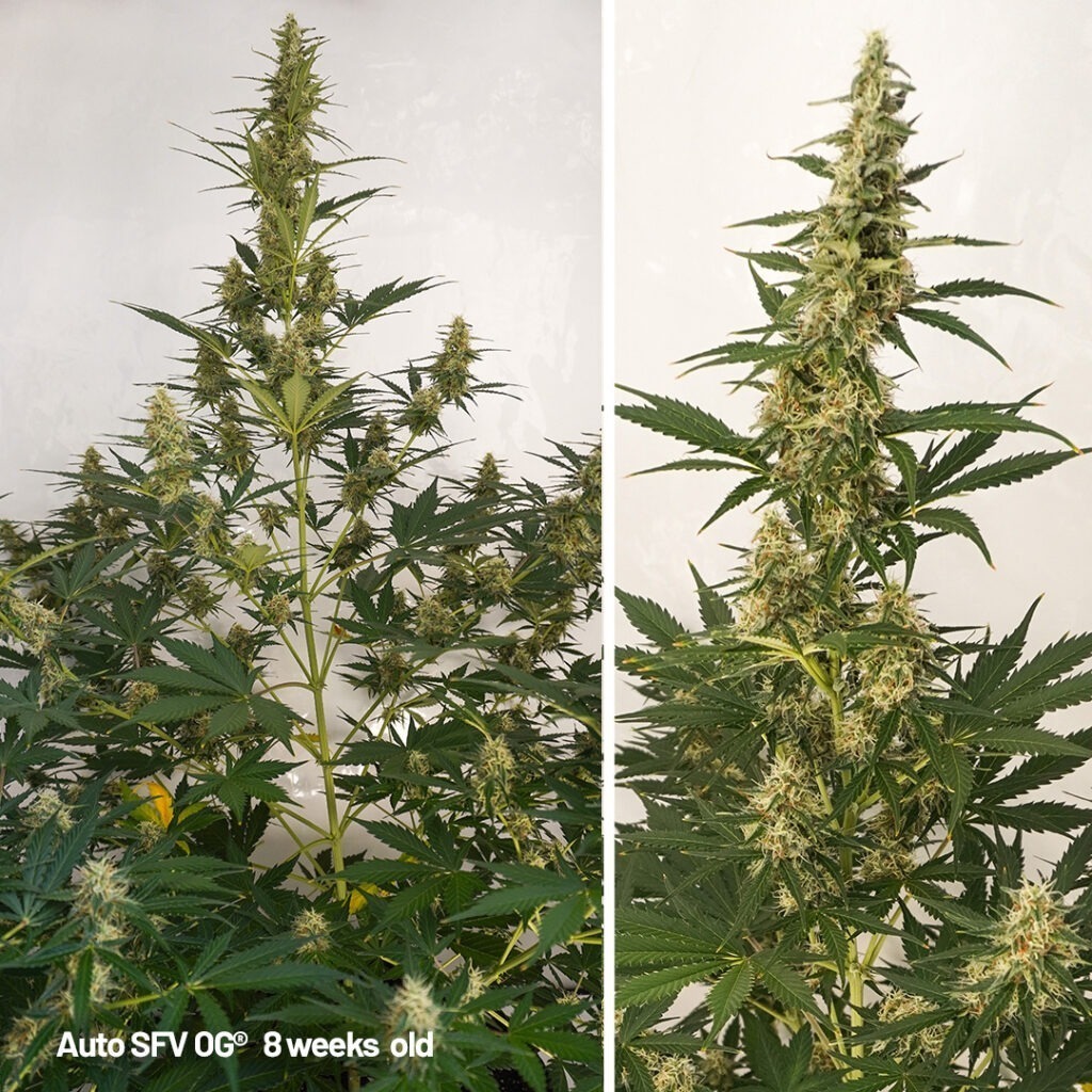 Auto SFV OG cannabis seed to harvest grow report week 8