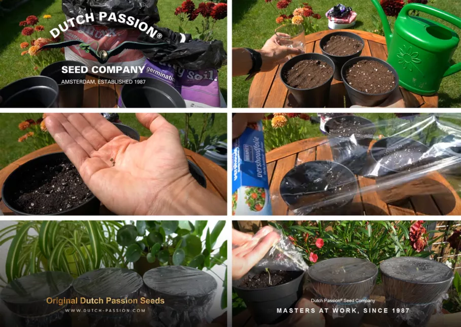 How to germinate cannabis seeds in soil