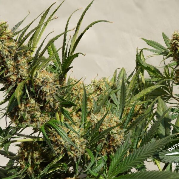 Auto Mac #1 90g indoor harvest in 11 weeks