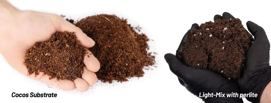 cocos and lightmix soil for germinating cannabis seedlings