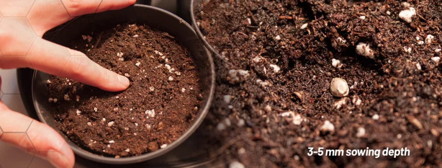 sowing depth for cannabis seeds should be 3 5 mm