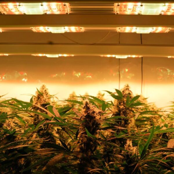 LED vs HPS grow lights for cannabis