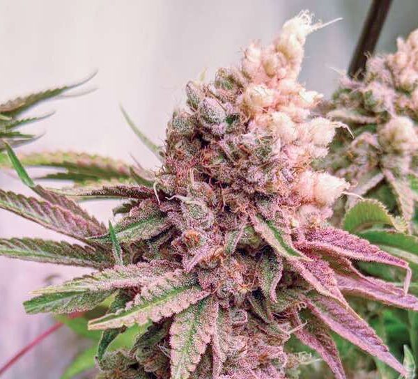 Kerosene Krash with light burn symptoms in the buds