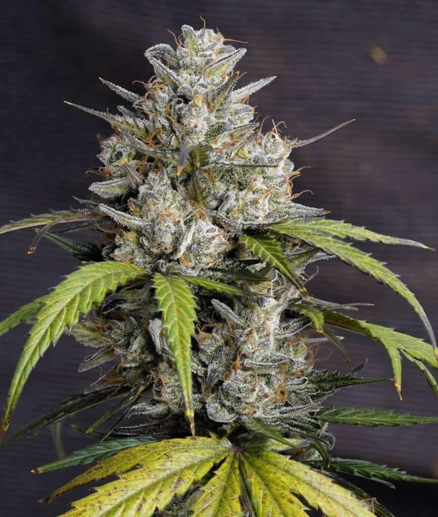 Auto Melonade Runtz trichome-loaded buds