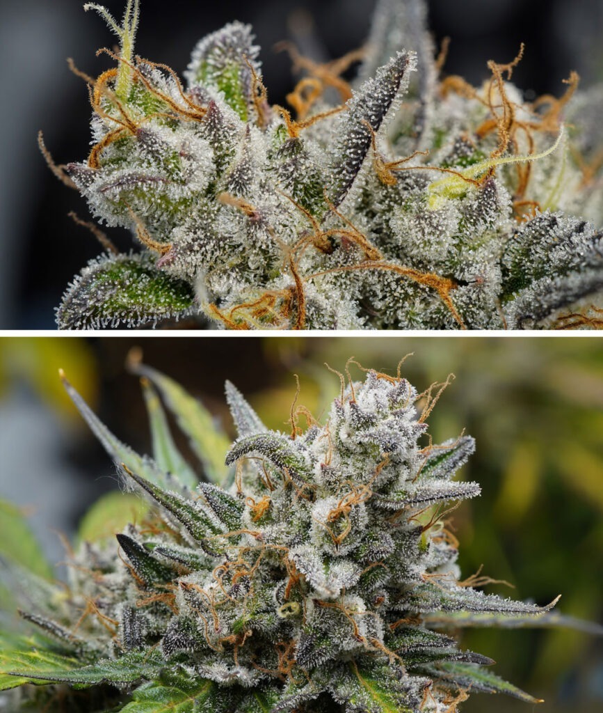 Auto Melonade Runtz frosty buds grown from indoors