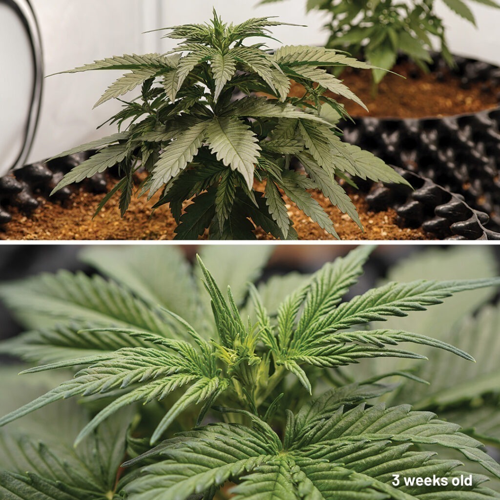 Auto Melonade Runtz cannabis seed to harvest (week 3)