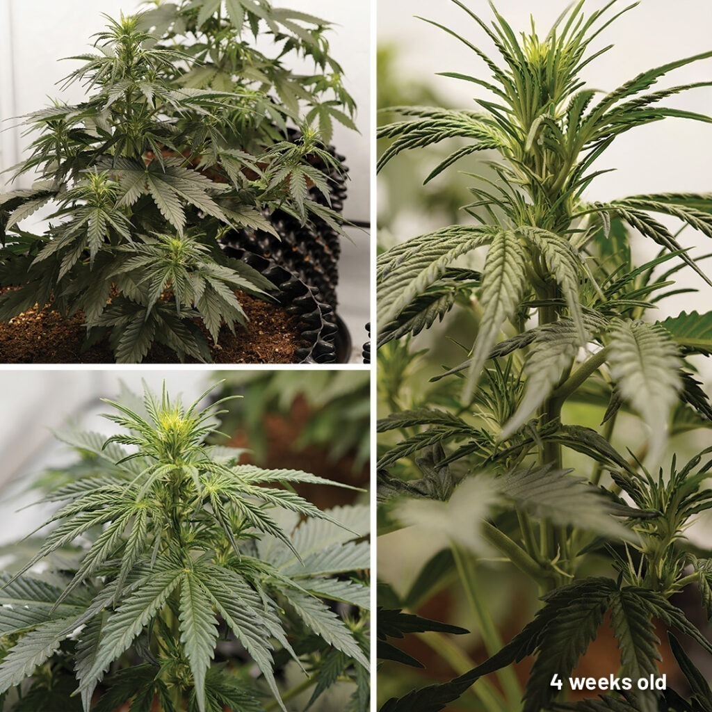 Auto Melonade Runtz cannabis seed to harvest (week 4)