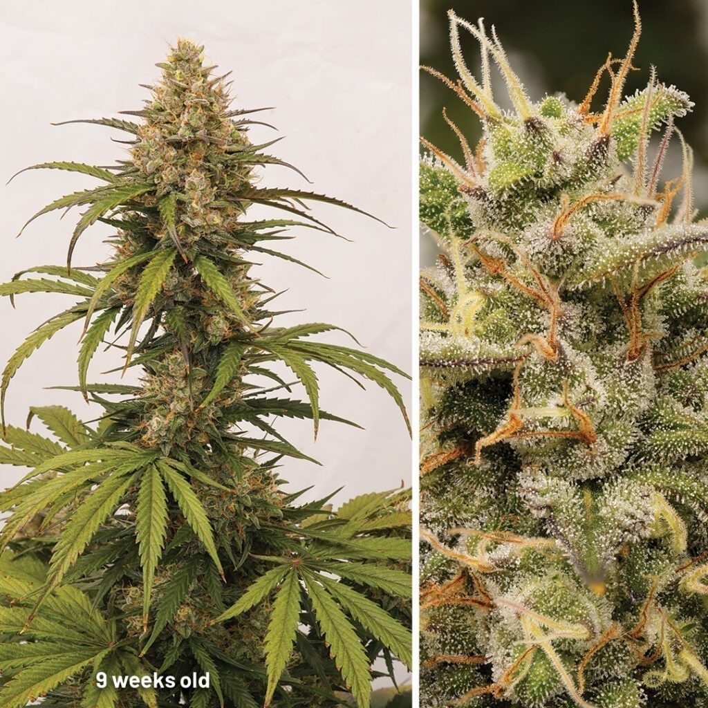 Auto Melonade Runtz cannabis seed to harvest (week 9)