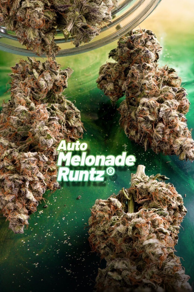 Auto Melonade Runtz (Auto Pink Runtz x Melonade (Lemon Z x Lemon Tree))