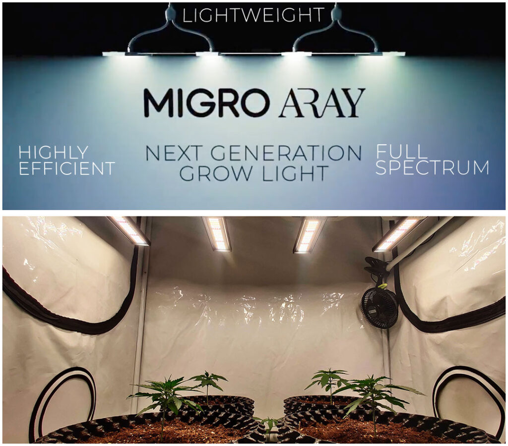 Auto Melonade Runtz grown with Migro Aray 4 LED lights